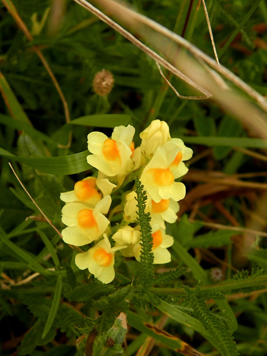Close-up of yellow and orange wildflowers in grass