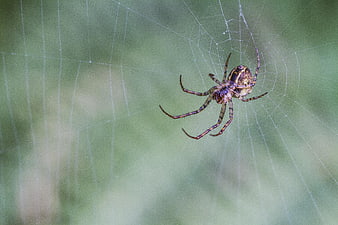 Garden Spider on Web in Nature