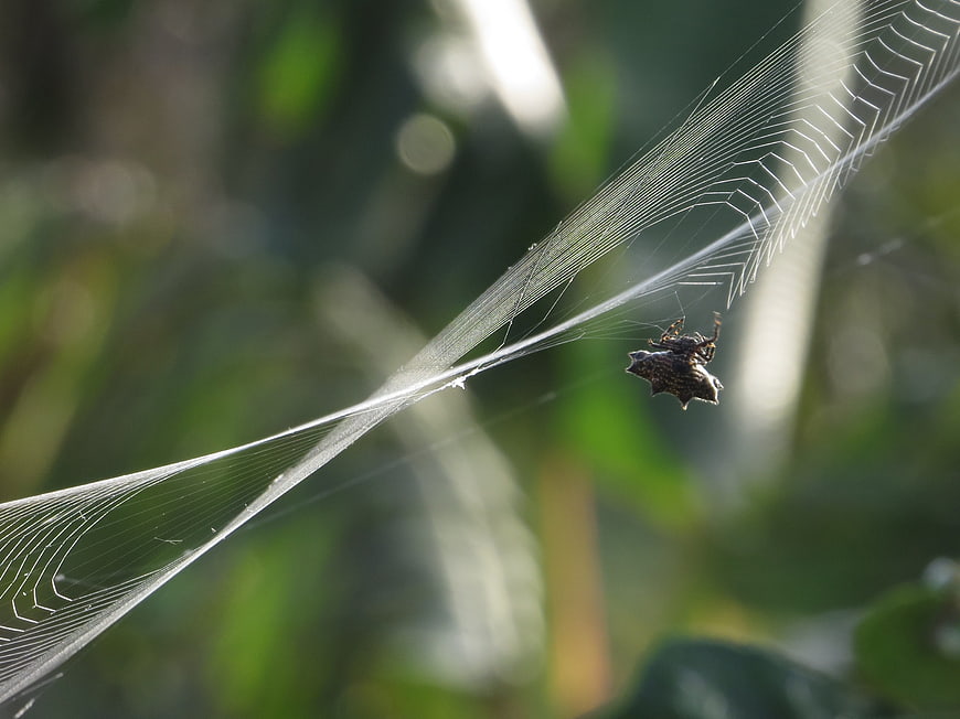 Macro shot of a spider on a web in nature