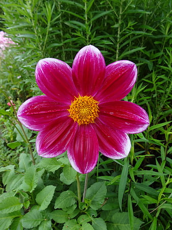 Vibrant Pink Dahlia Flower with Yellow Center in Garden