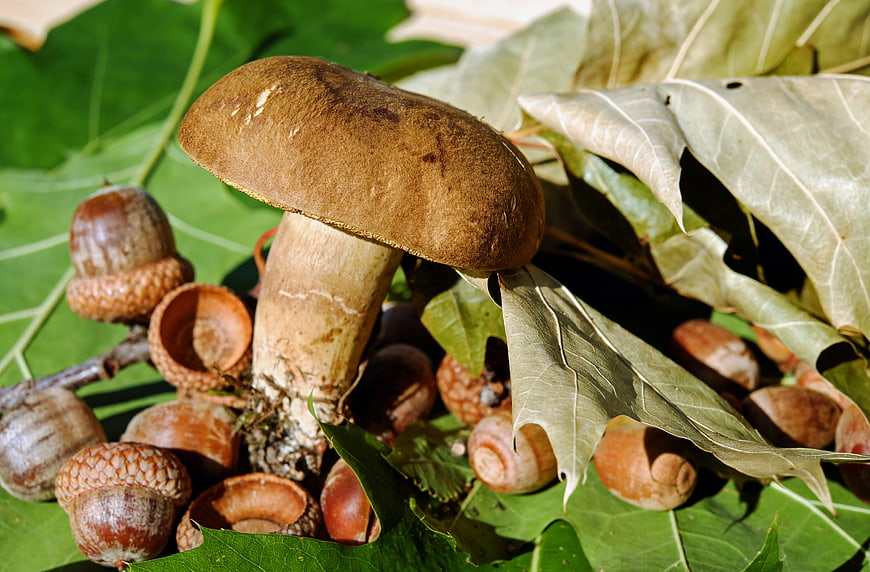 Brown boletus mushroom with acorns and oak leaves
