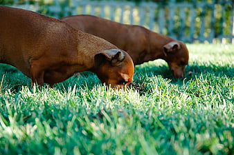 Two brown dogs sniffing green grass in a sunny backyard