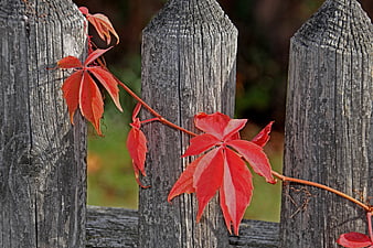 Vibrant Red Virginia Creeper Leaves on Weathered Wooden Fence