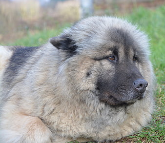 Portrait of a fluffy Eurasier dog lying on grass