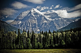 Majestic Mount Robson Snow-Capped Peak with Forest Foreground