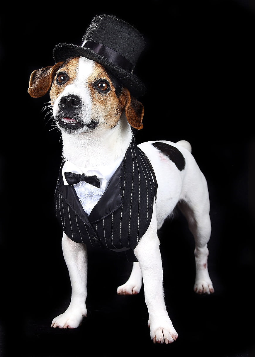 Beagle Dog in Formal Tuxedo and Top Hat