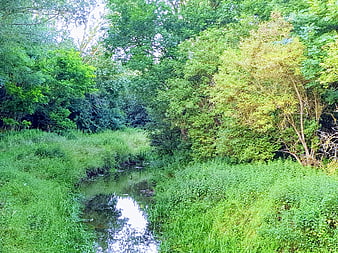 Serene forest stream winding through lush green summer foliage
