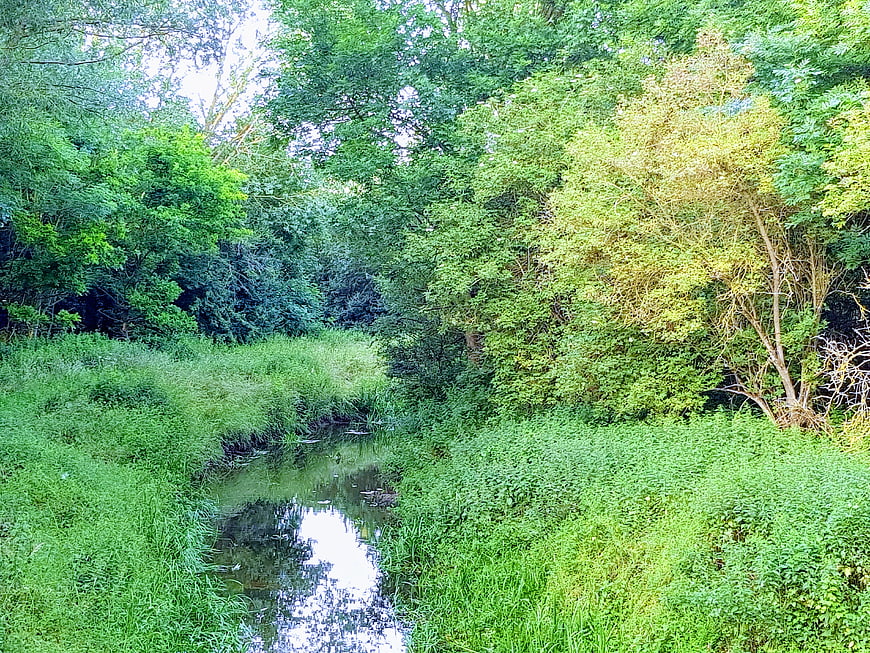 Serene forest stream winding through lush green summer foliage