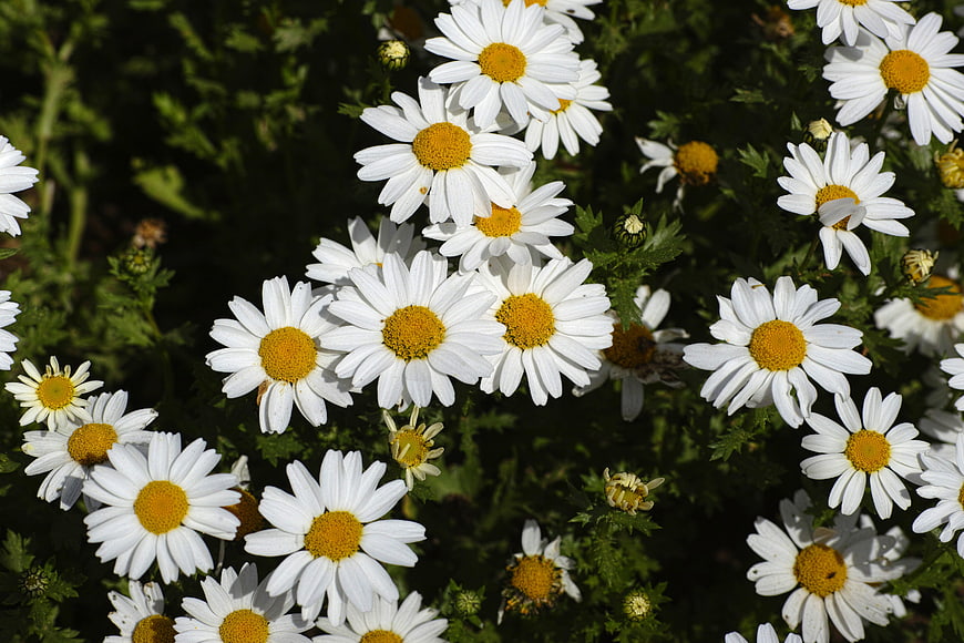 Close-up of white daisies with yellow centers in sunlight