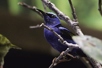 Vibrant Purple Sunbird Perched on Branch