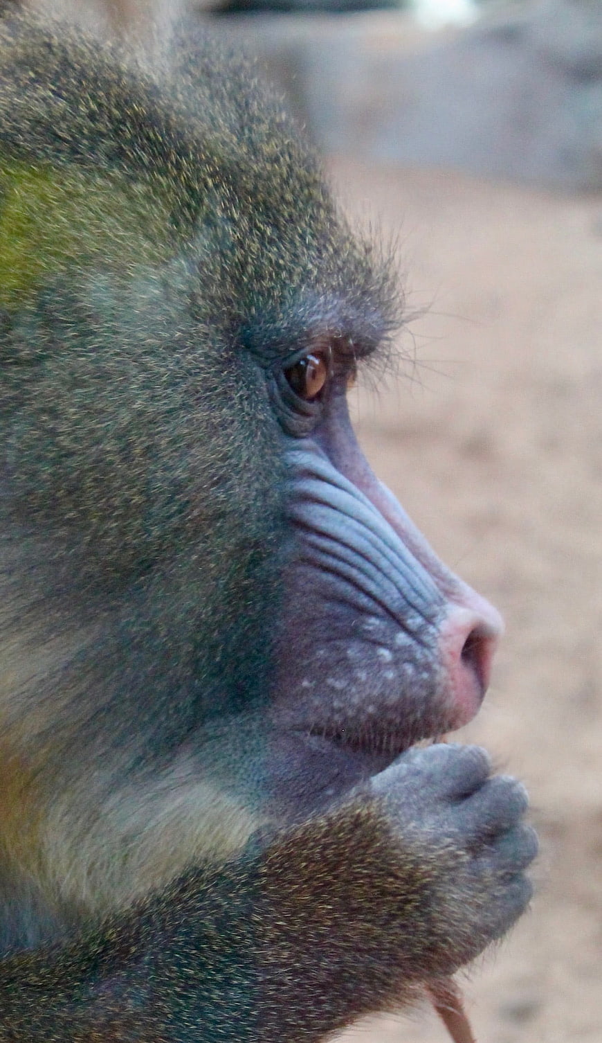 Close-up profile of a mandrill face and hand