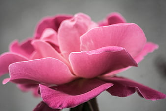 Close-up of a vibrant pink rose with soft focus background