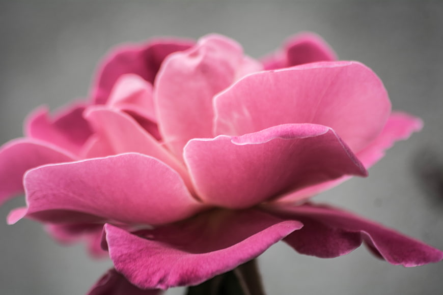 Close-up of a vibrant pink rose with soft focus background