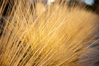 Close-up of golden dry grass in warm sunlight