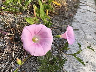 Pink Morning Glory Flowers Growing in Gravel