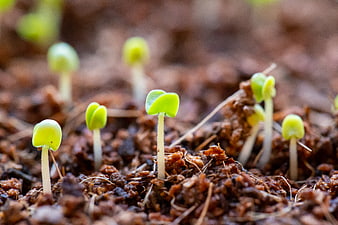 Close-up of green seedlings sprouting from rich brown soil