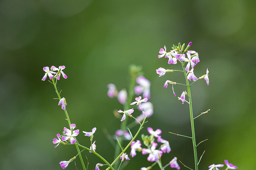 Delicate Pink Wildflowers Against Soft Green Bokeh Background
