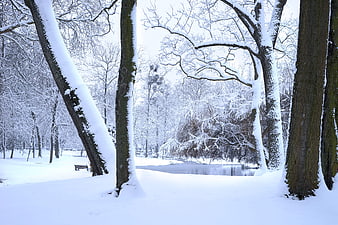 Serene Winter Park Scene with Snowy Trees and Frozen Pond