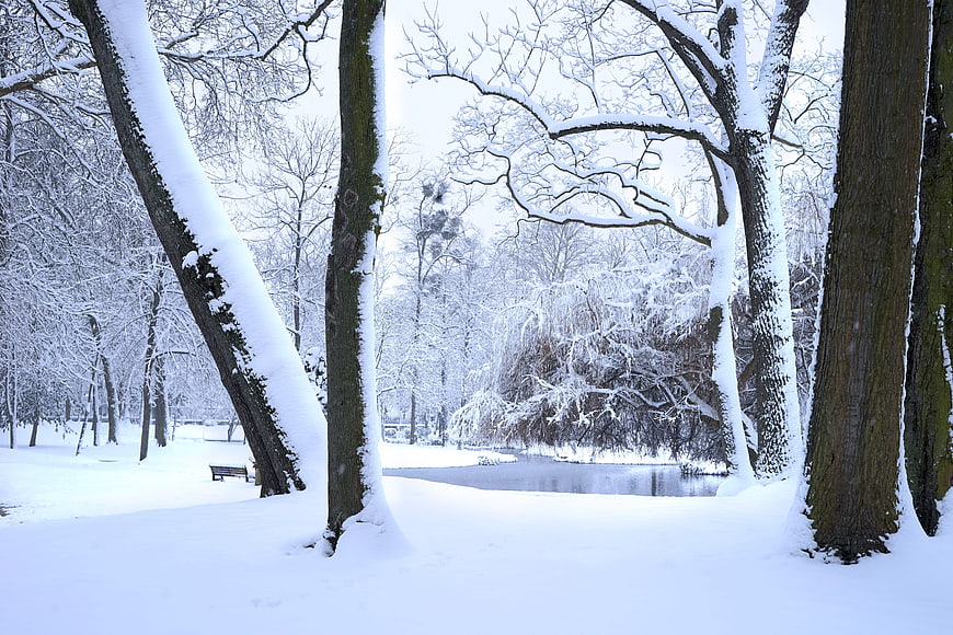 Serene Winter Park Scene with Snowy Trees and Frozen Pond