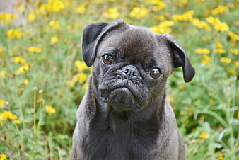 Black Pug Portrait In Yellow Flower Field