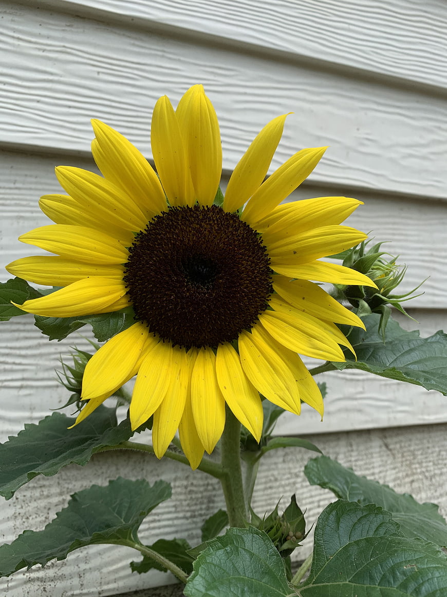 Vibrant Yellow Sunflower in Full Bloom Against White Siding