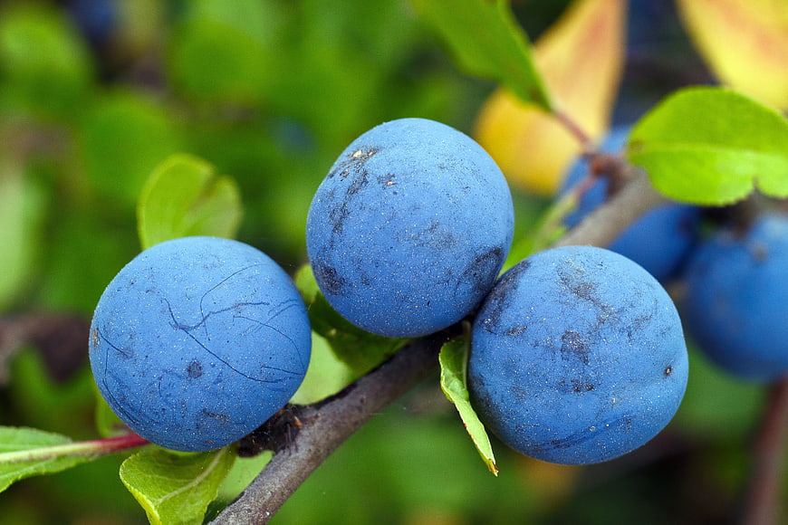 Close-up of ripe blue sloe berries on a branch