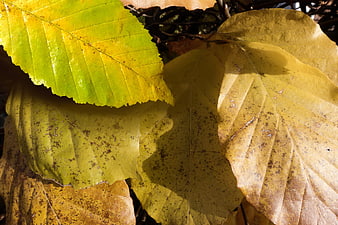 Close-up of yellow and green beech leaves in autumn sunlight