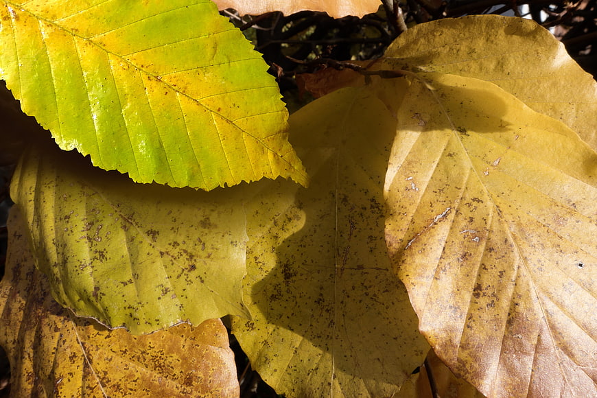 Close-up of yellow and green beech leaves in autumn sunlight