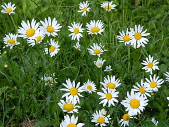 White daisies blooming in a green meadow