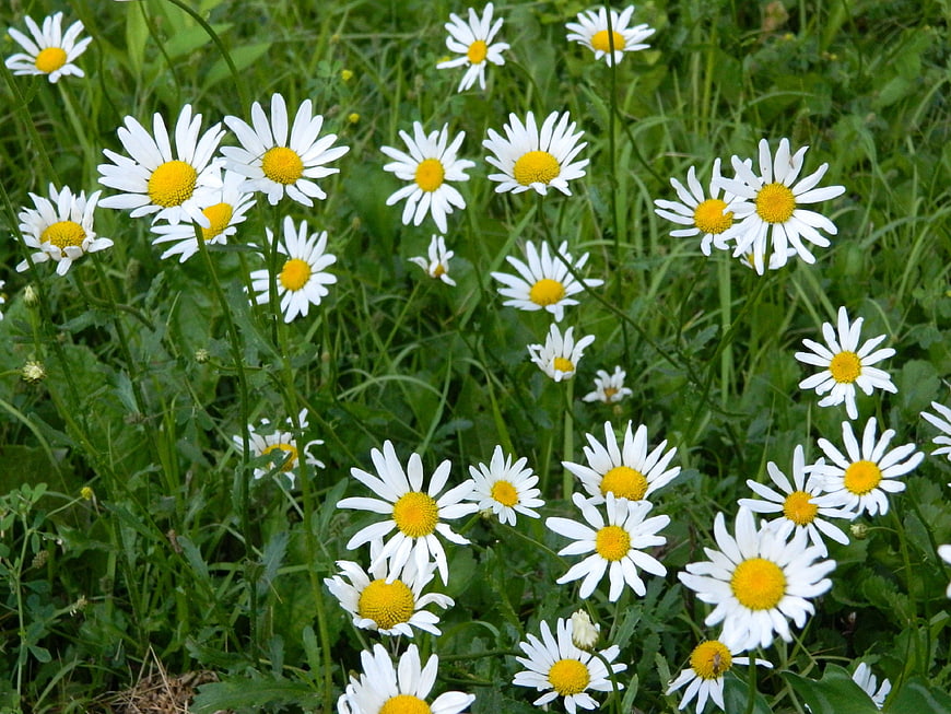 White daisies blooming in a green meadow
