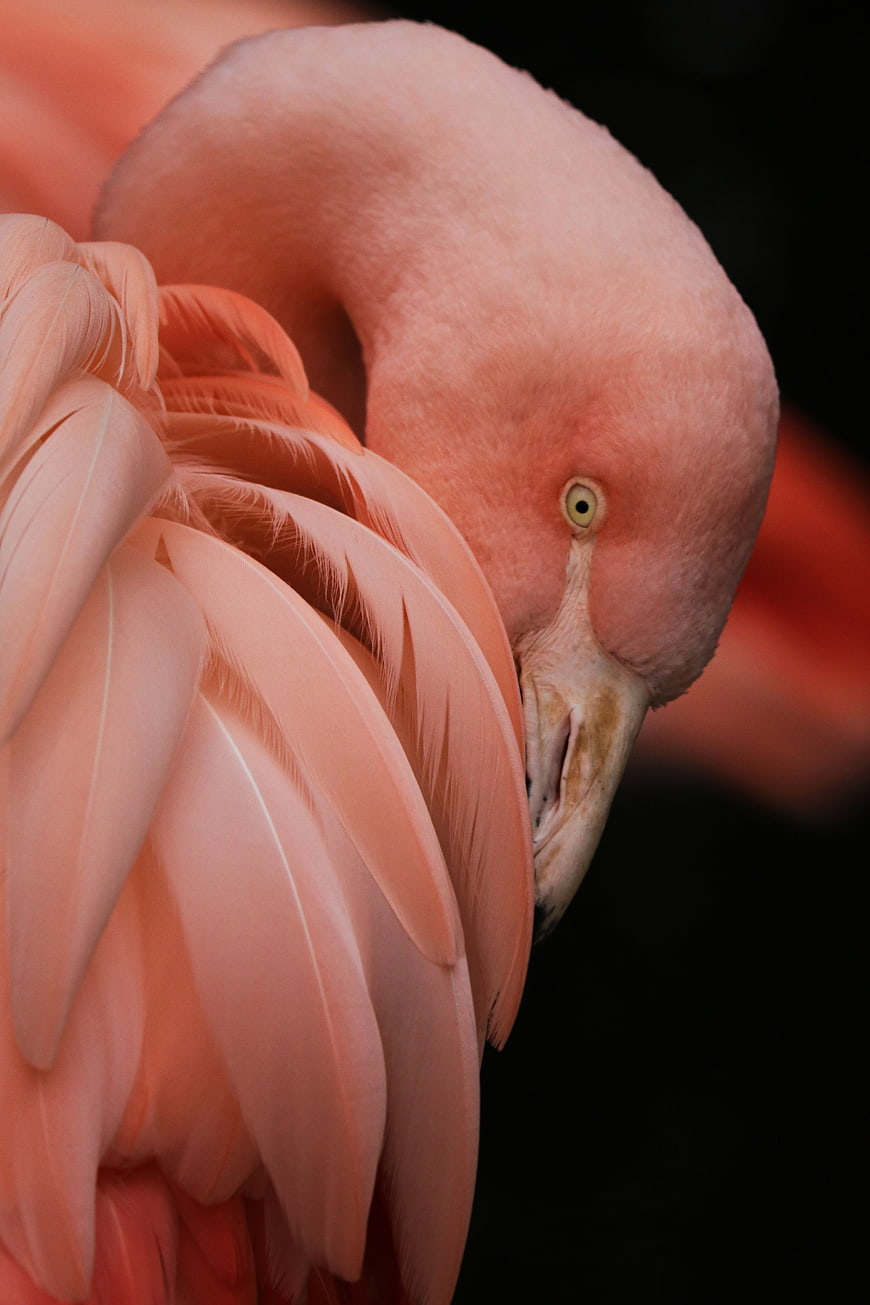 Close-up of Pink Flamingo Feathers and Beak