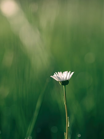White Daisy in Green Field with Soft Bokeh Background