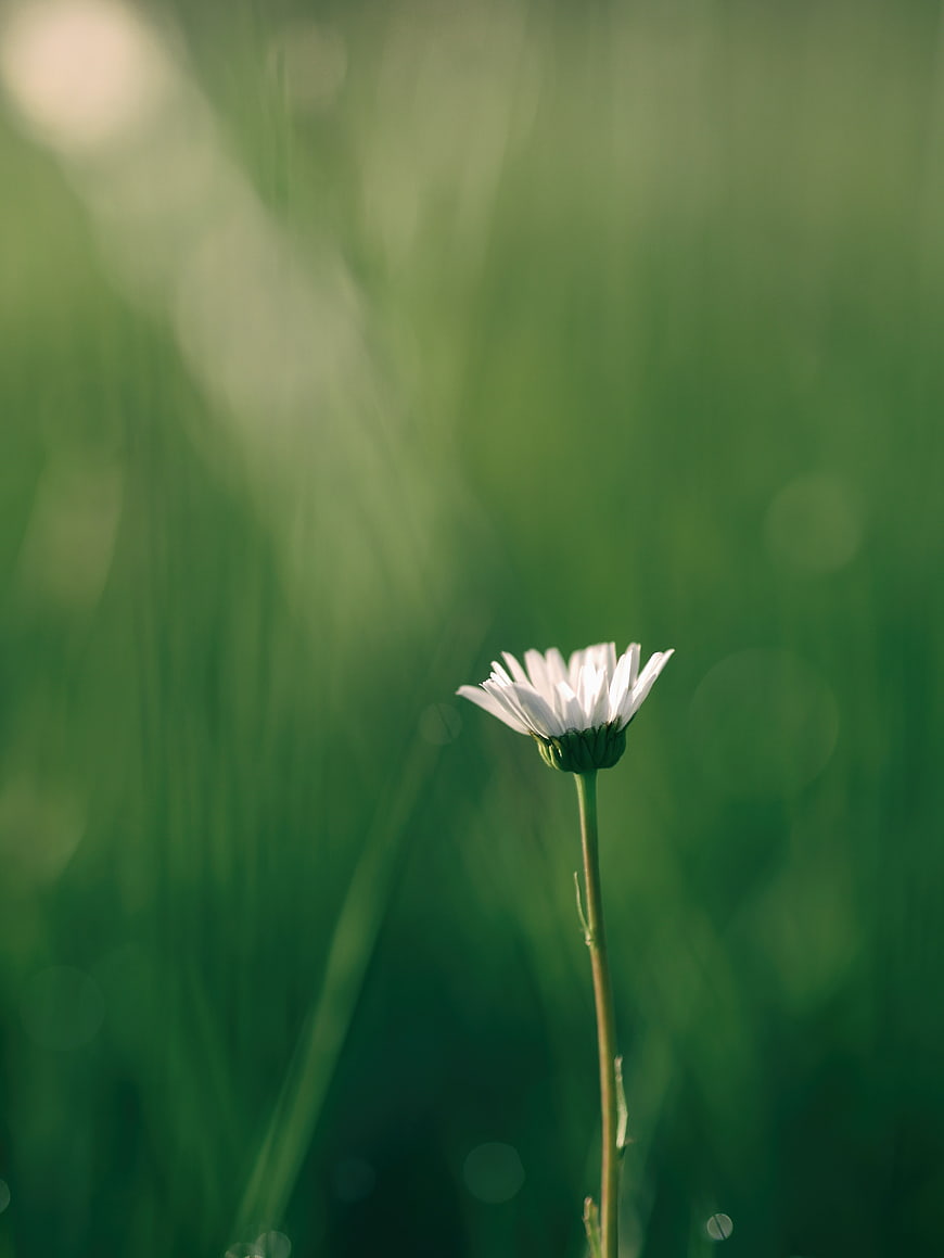 White Daisy in Green Field with Soft Bokeh Background
