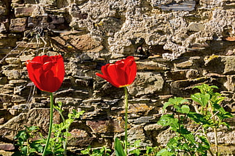Red Tulips Blooming Against Rustic Stone Wall