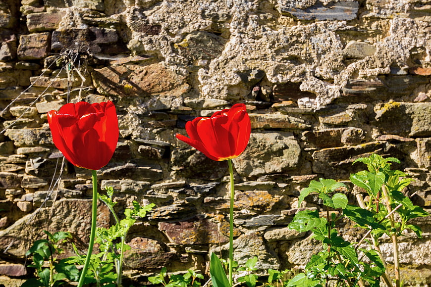 Red Tulips Blooming Against Rustic Stone Wall