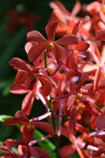 Close-up of vibrant red orchid flowers in bloom