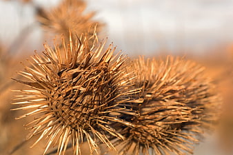 Close-up of dried thistle seed heads in golden light
