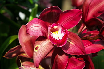 Close-up of vibrant pink Cymbidium orchid flower