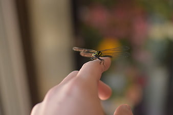 Dragonfly Perched on Human Finger Close-Up