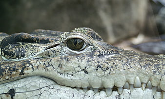 Close-up of a crocodile's eye and textured scaly skin