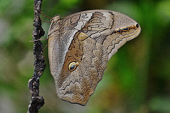 Close-up of Owl Butterfly on Branch with Green Background