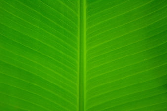 Close-up of vibrant green banana leaf texture