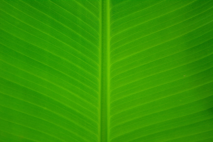 Close-up of vibrant green banana leaf texture