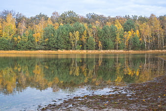 Serene autumn forest landscape with lake reflections