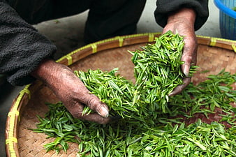 Hands Sorting Fresh Green Tea Leaves in Woven Basket