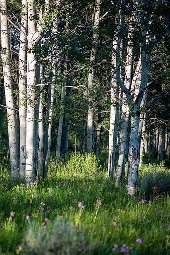 Sunlit Aspen Grove with Wildflowers in Summer Forest