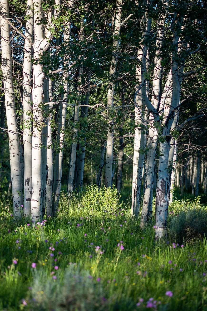 Sunlit Aspen Grove with Wildflowers in Summer Forest