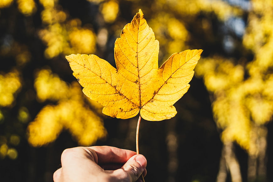 Hand Holding Yellow Autumn Leaf Against Blurred Forest Background