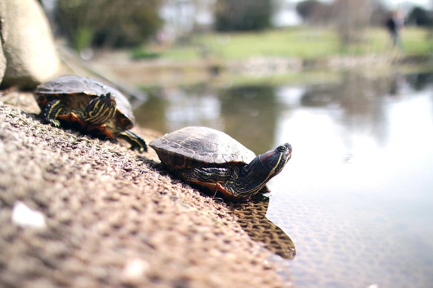 Two Red-Eared Slider Turtles Basking by Pond Edge