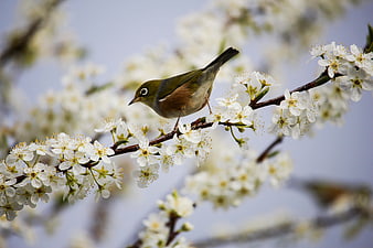 Silvereye bird perched on white spring blossom branch